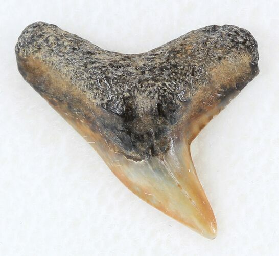 Colorful Fossil Tiger Shark (Galeocerdo) Tooth - Virginia #34798